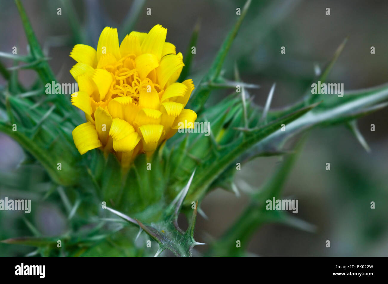 Gemeinsame goldene Distel / Spanisch Austern Distel (Scolymus Hispanicus) in Blüte Stockfoto