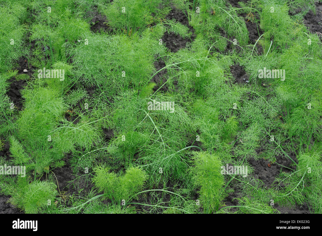 Fenchel (Foeniculum Vulgare) Pflanzen in Feld Stockfoto