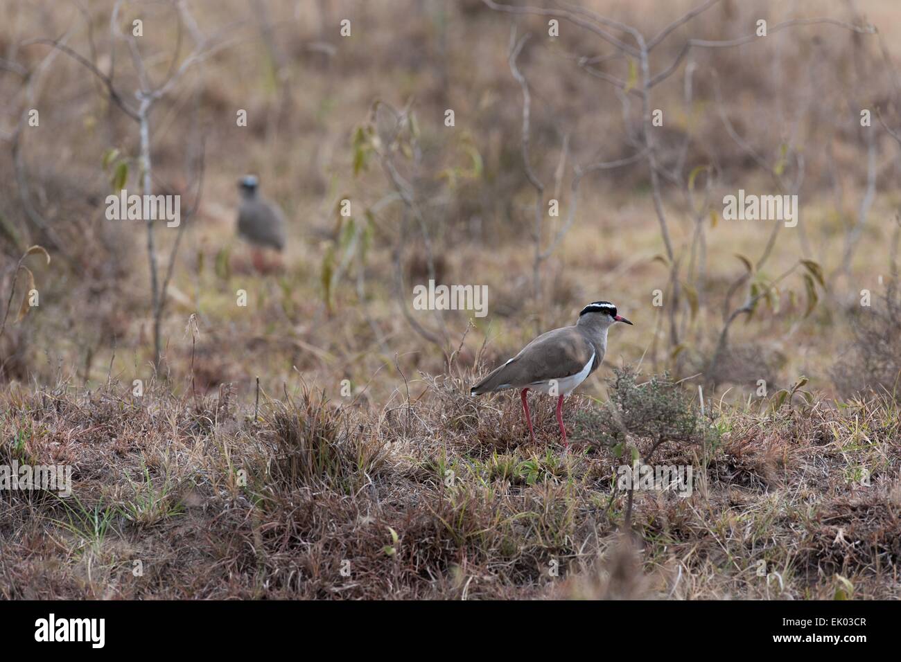 Vögel in der Savanne Afrikas Stockfoto