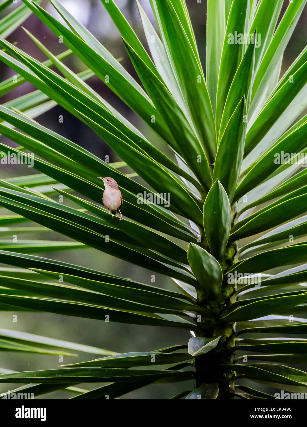 Ein kleiner Vogel thront unter großen Agavenblättern. Panama, Mittelamerika. Stockfoto