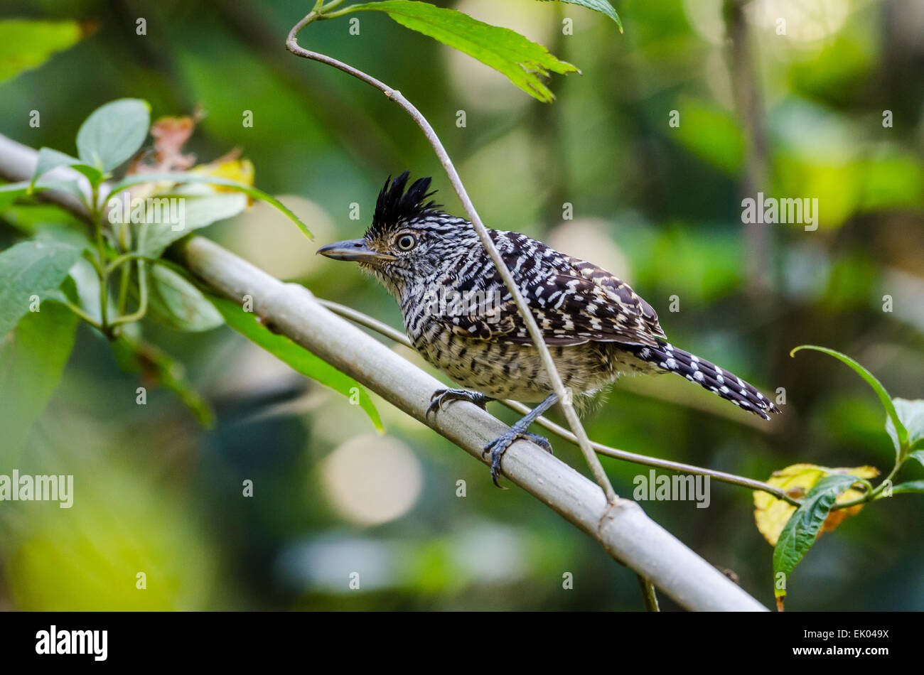 Eine männliche ausgeschlossen-Ameisenwürger (Thamnophilus Doliatus) thront auf einem Ast. Panama, Mittelamerika. Stockfoto