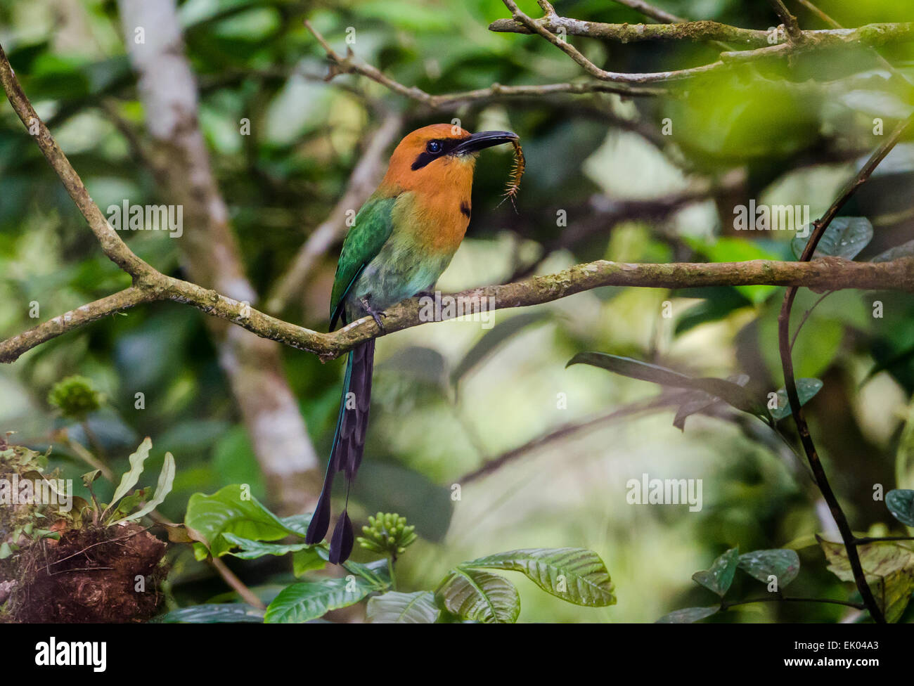 Ein breit-billed Motmot (Electron Platyrhynchum) fing ein Tausendfüßler im Schnabel. Panama, Mittelamerika. Stockfoto