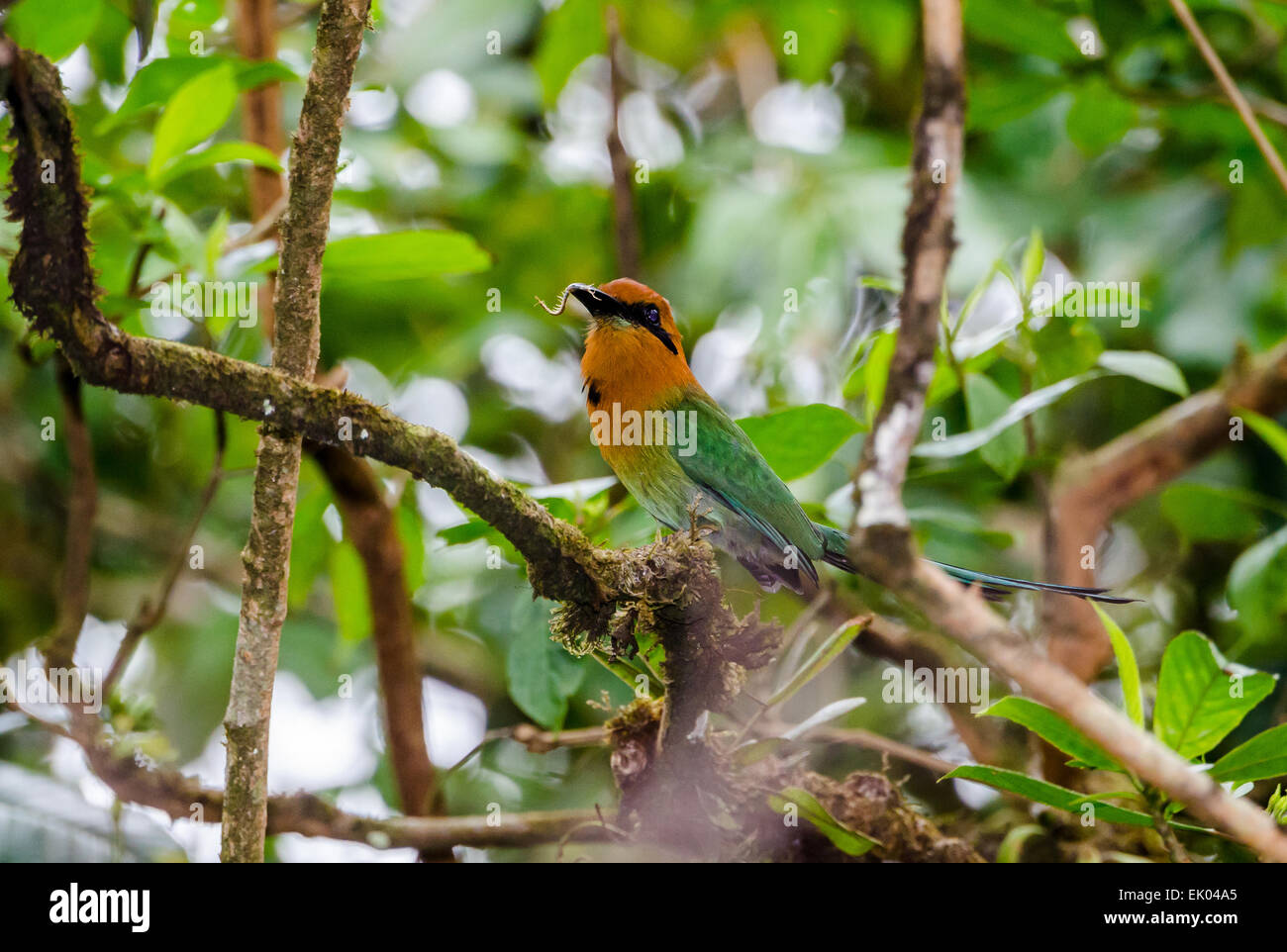 Ein breit-billed Motmot (Electron Platyrhynchum) fing ein Tausendfüßler im Schnabel. Panama, Mittelamerika. Stockfoto