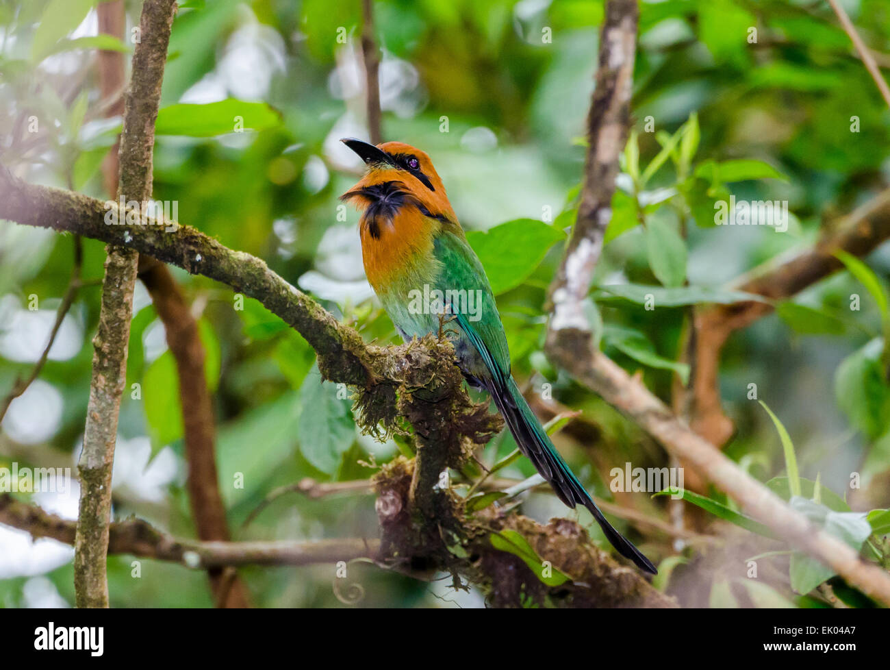 Ein breit-billed Motmot (Electron Platyrhynchum) thront auf einem Ast. Panama, Mittelamerika. Stockfoto