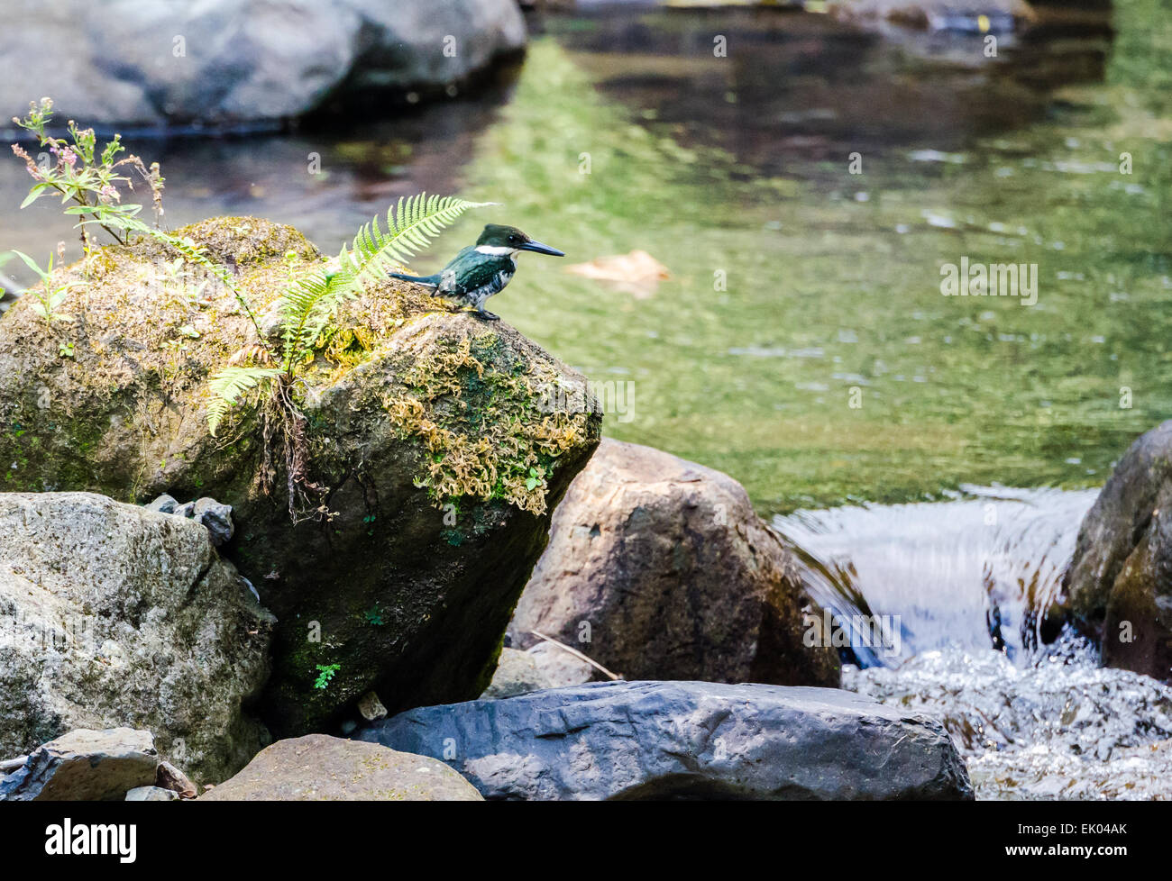 Ein grün-Eisvogel (Chloroceryle Americana) thront auf einem Felsen in der Nähe eines Baches. Panama, Mittelamerika. Stockfoto
