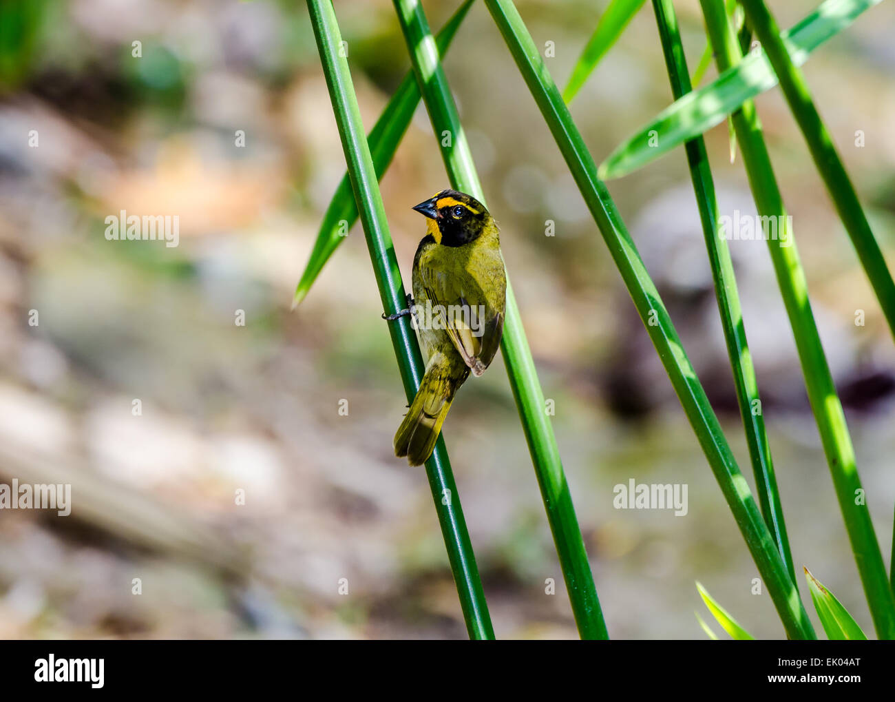 Eine männliche gelb-gegenübergestellten Grassquit (Tiaris Olivaceus) thront auf einem grünen Stiel. Panama, Mittelamerika. Stockfoto