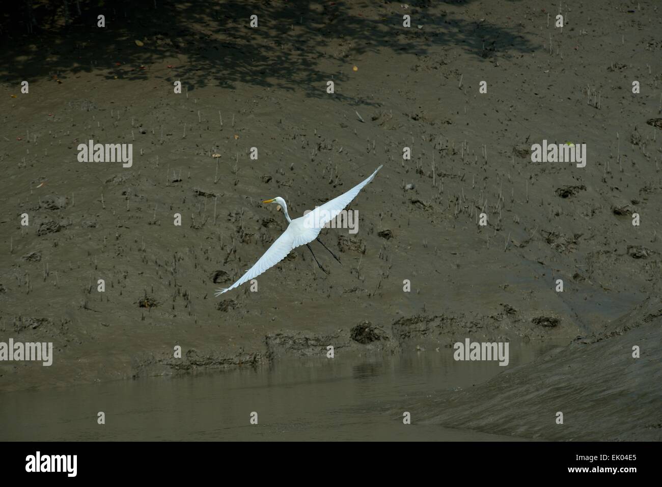 Fliegenden Reiher Stockfoto