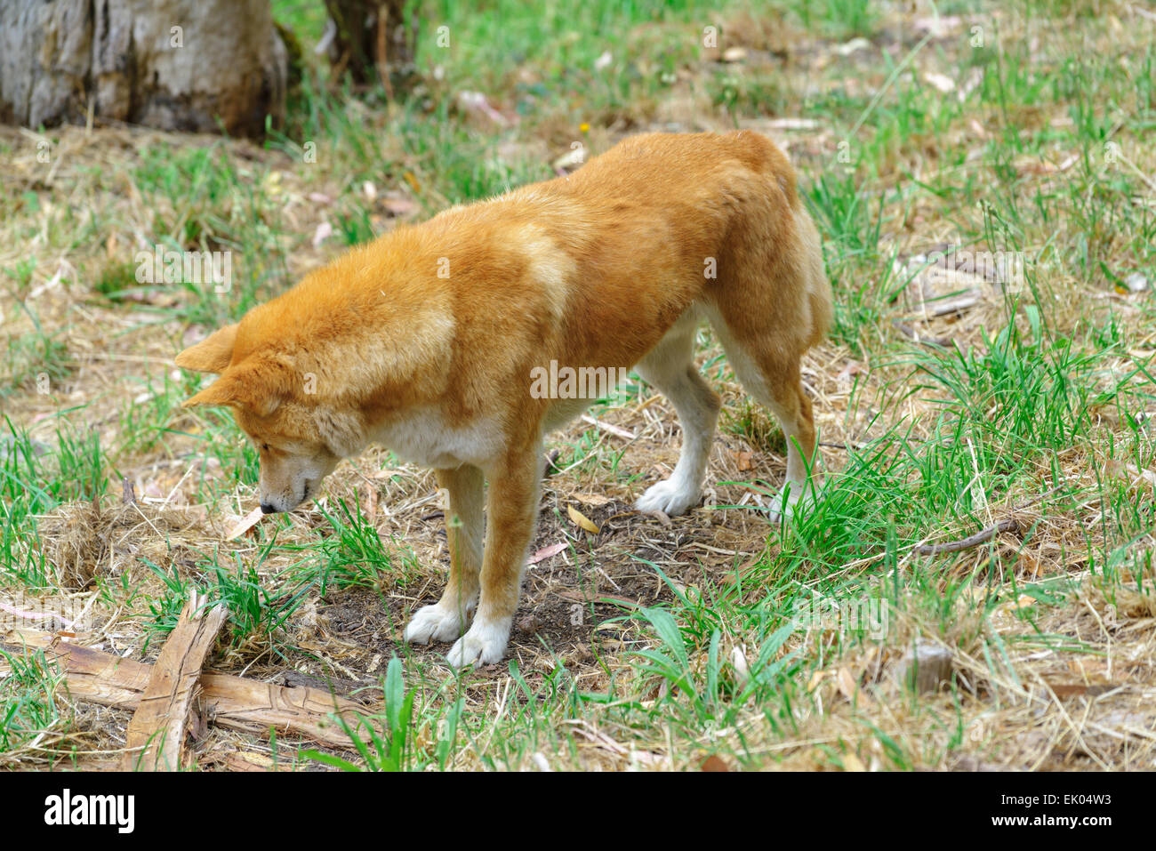Australische Dingos erwarten Fütterungszeit an Cleland Wildlife Park Adelaide South Australia Stockfoto