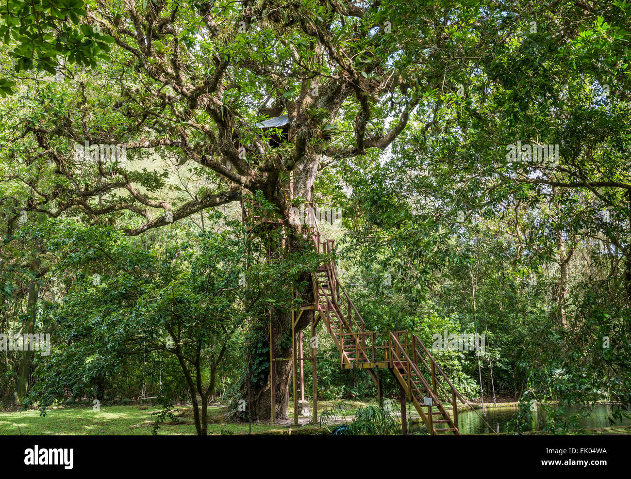 Ein Baumhaus unter dem Vordach einer riesigen Eiche. Panama, Mittelamerika. Stockfoto