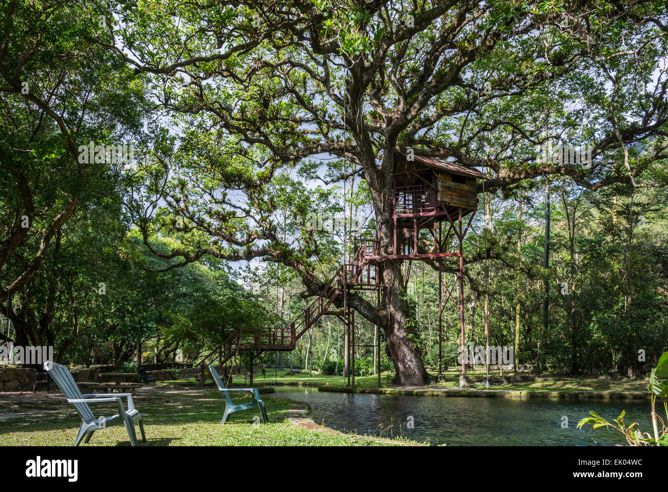 Ein Baumhaus unter dem Vordach einer riesigen Eiche. Panama, Mittelamerika. Stockfoto