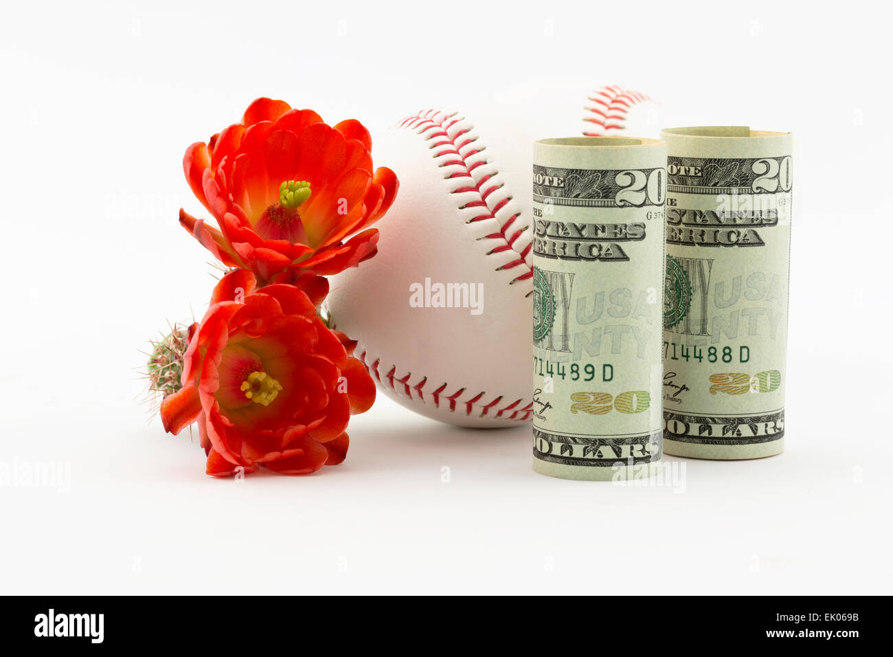 Zwei Baseballs bei amerikanischen Währung und roter Kaktus Blumen auf weißem Hintergrund platziert. Stockfoto