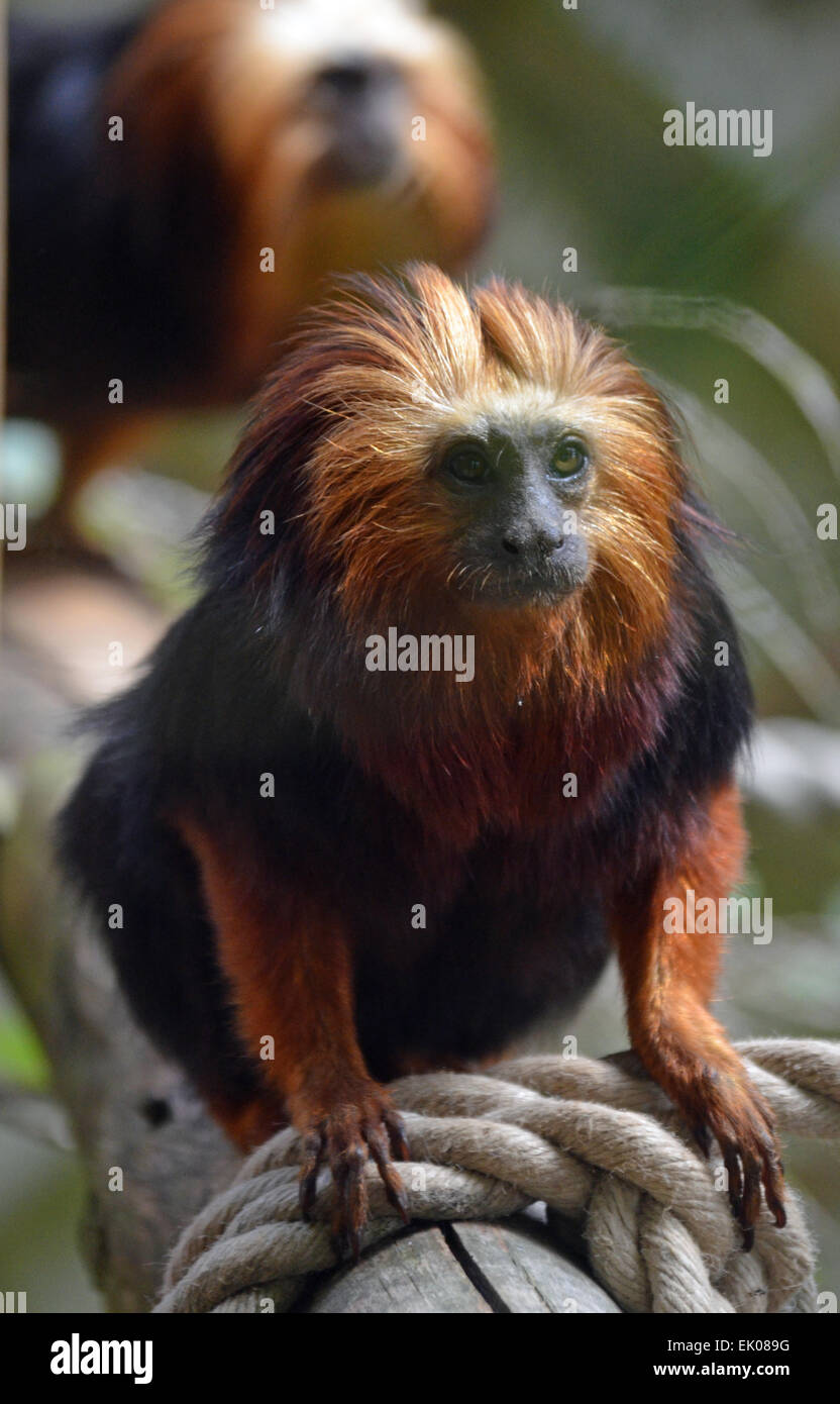 Golden Lion Tamarin geleitet Stockfoto