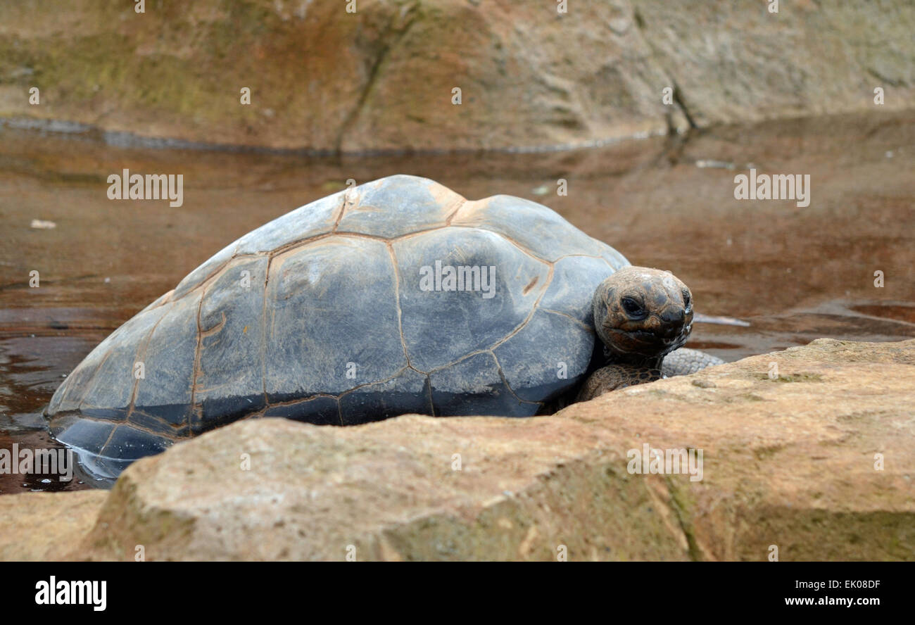 Aldabra-Schildkröten Stockfoto
