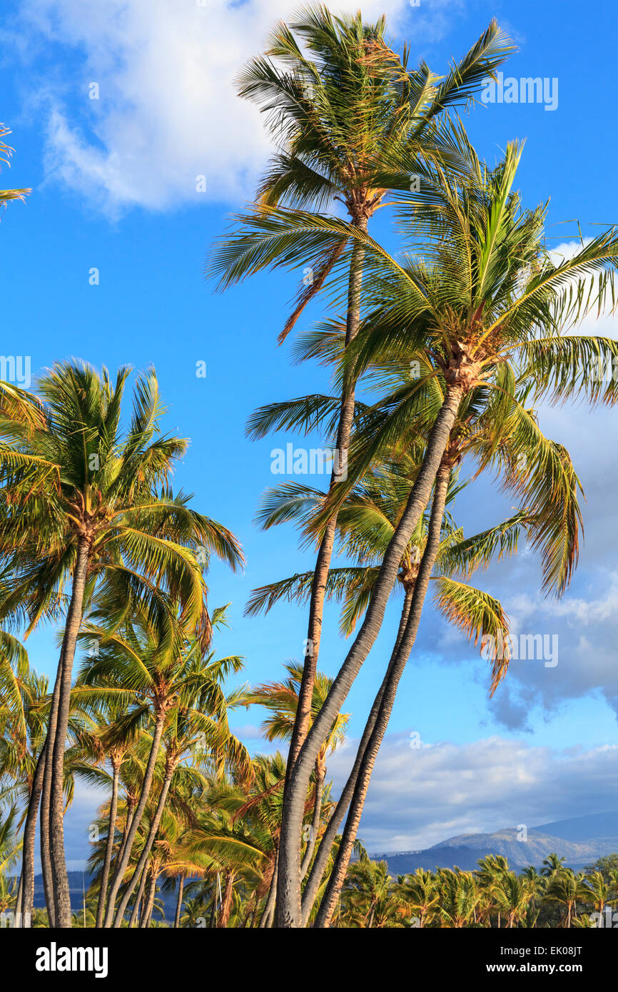 Palmen am Anaehoomalu Beach in Waikoloa auf der Big Island von Hawaii Stockfoto