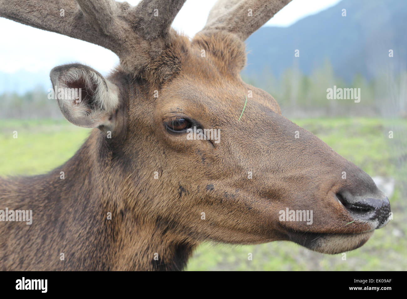 Rentier in Alaska Stockfoto