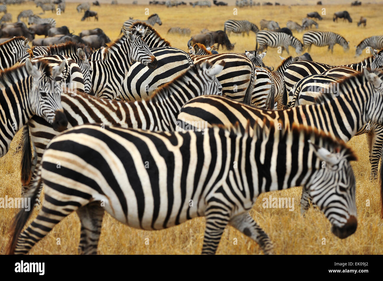 Zebra im Ngorongoro-Krater. Stockfoto