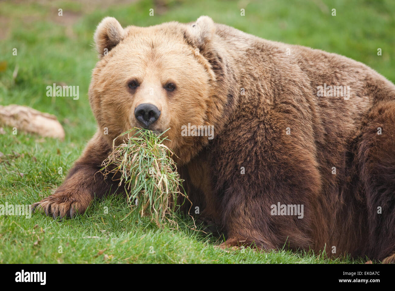 Europäischer Braunbär (Ursus Arctos Arctos). Allesfresser Natur des Tieres beschrieben als Fleischfresser gezeigt von Grass im Mund gehalten. Stockfoto