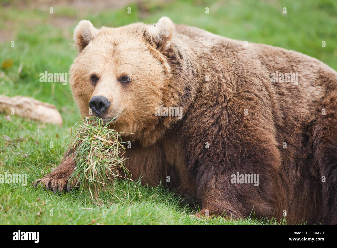 Europäischer Braunbär (Ursus Arctos Arctos). Allesfresser Natur des Tieres beschrieben als Fleischfresser gezeigt von Grass im Mund gehalten. Stockfoto