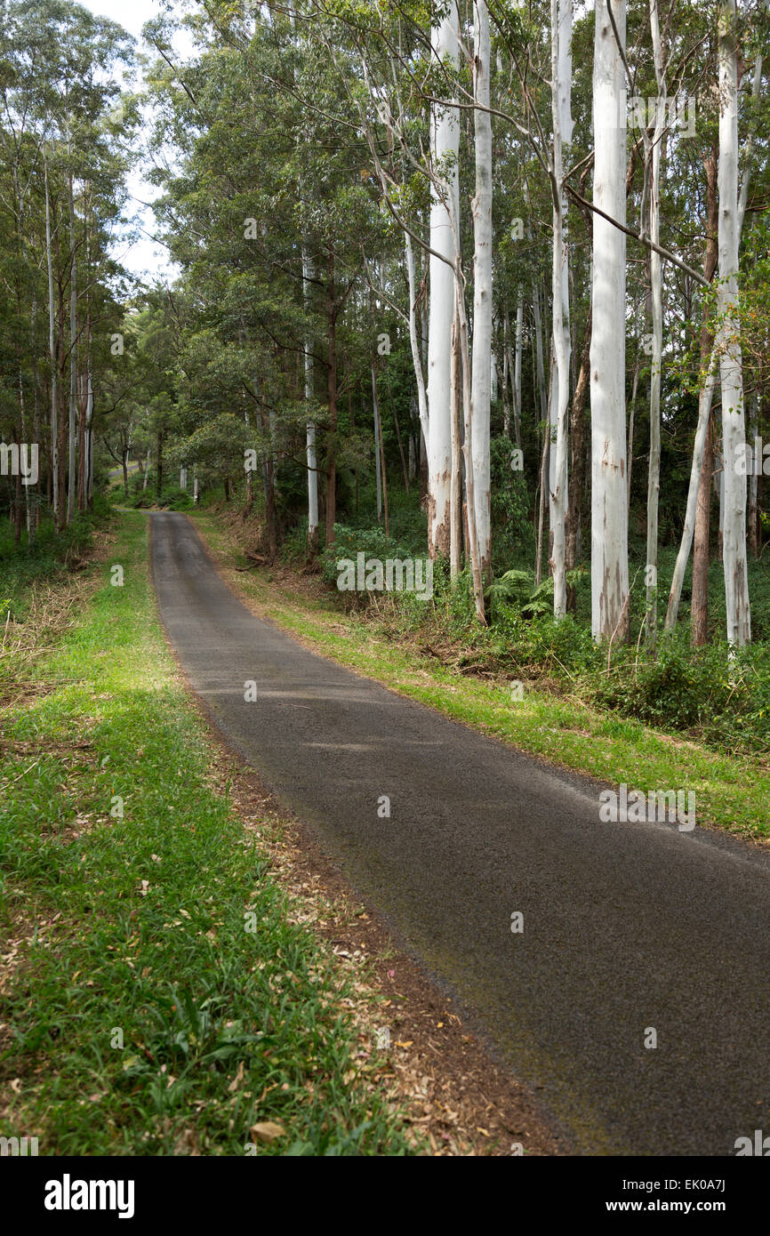 Turntable Falls Road Nimbin New South Wales Australien Stockfoto