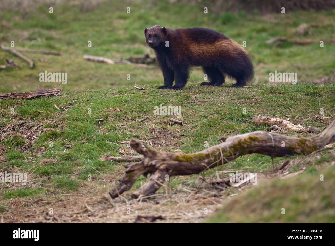 Vielfraß (Gulo Gulo). Größte Mitglied der Wiesel-Familie Mustelidae. In Nordeuropa, Kanada, Alaska, Russland gefunden. Stockfoto