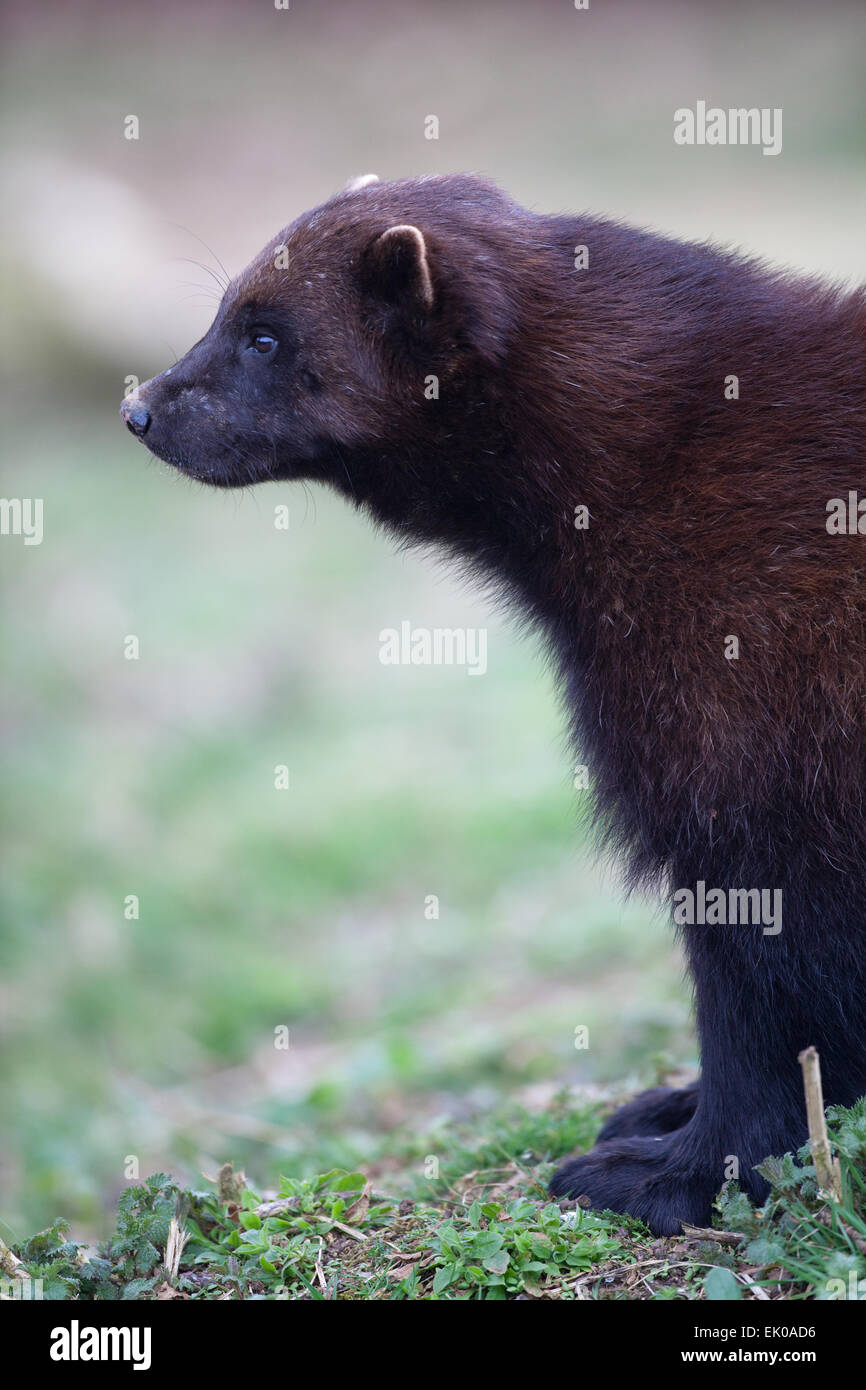 Vielfraß (Gulo Gulo) oder Vielfraß. Größte Mitglied der Wiesel-Familie Mustelidae. In Nordeuropa, Kanada, Alaska gefunden. Stockfoto