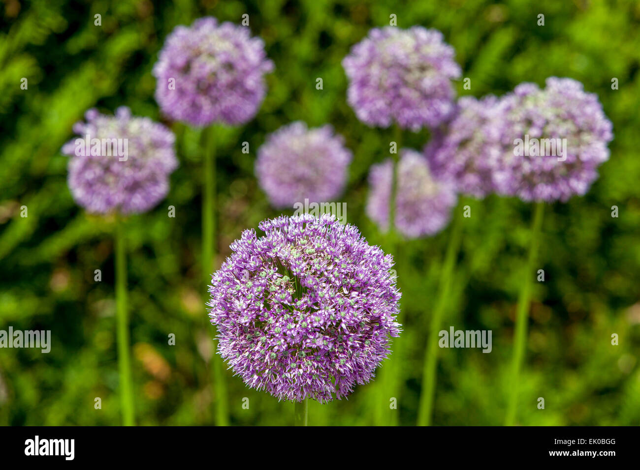 Allium Blütenköpfe Stockfoto