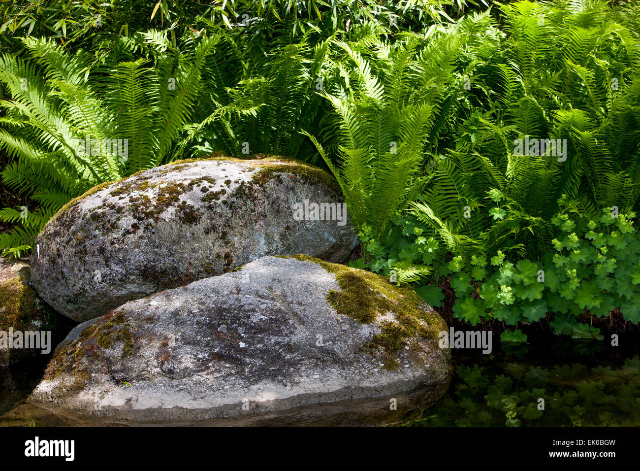 Ostrich fern und Steine am Gartenteich Stockfoto