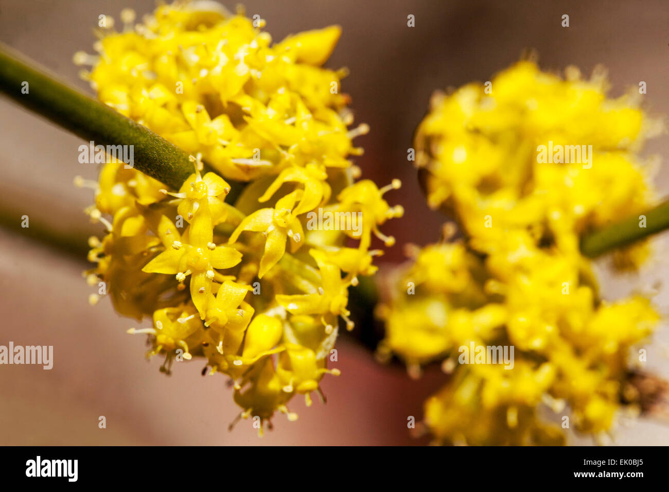 Cornus Mas, Cornelian Cherry Flowers, close up, blüht im späten Winter oder frühen Frühjahr Stockfoto