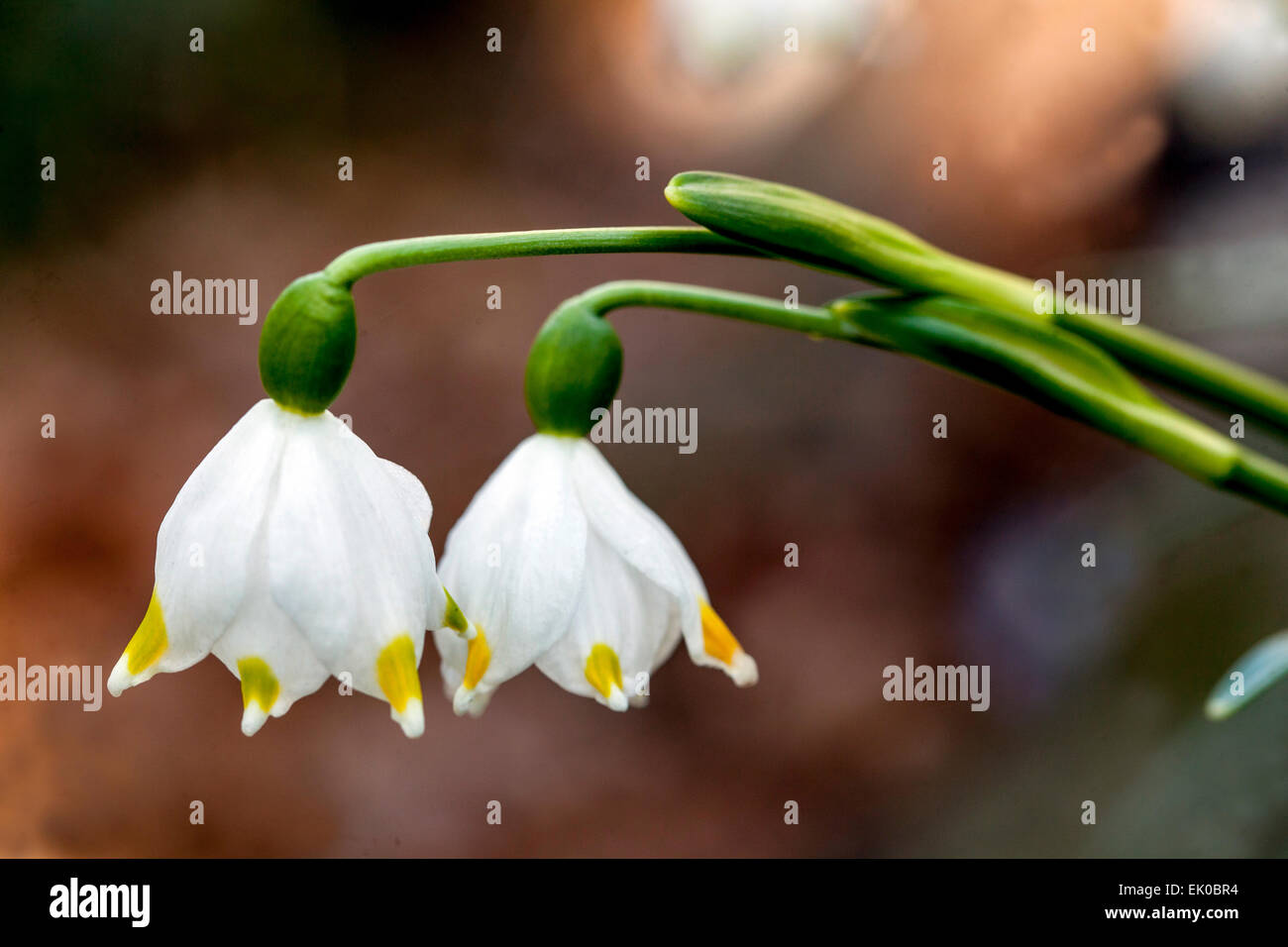 Frühling Schneeflocke Leucojum vernum Stockfoto