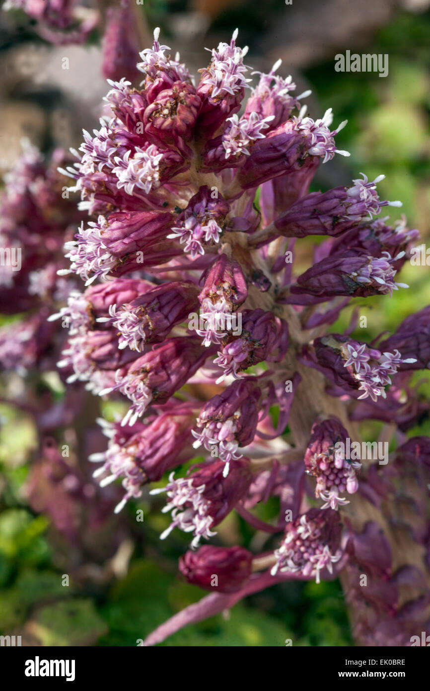Butterbur Petasites Hybridus, blühende Blume Stockfoto