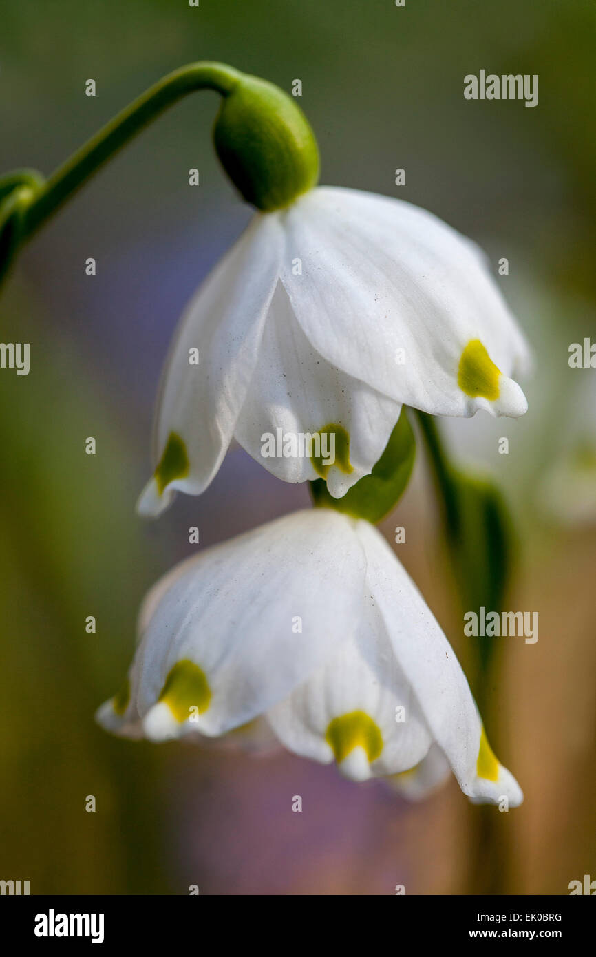 Frühling Schneeflocke Leucojum vernum Stockfoto