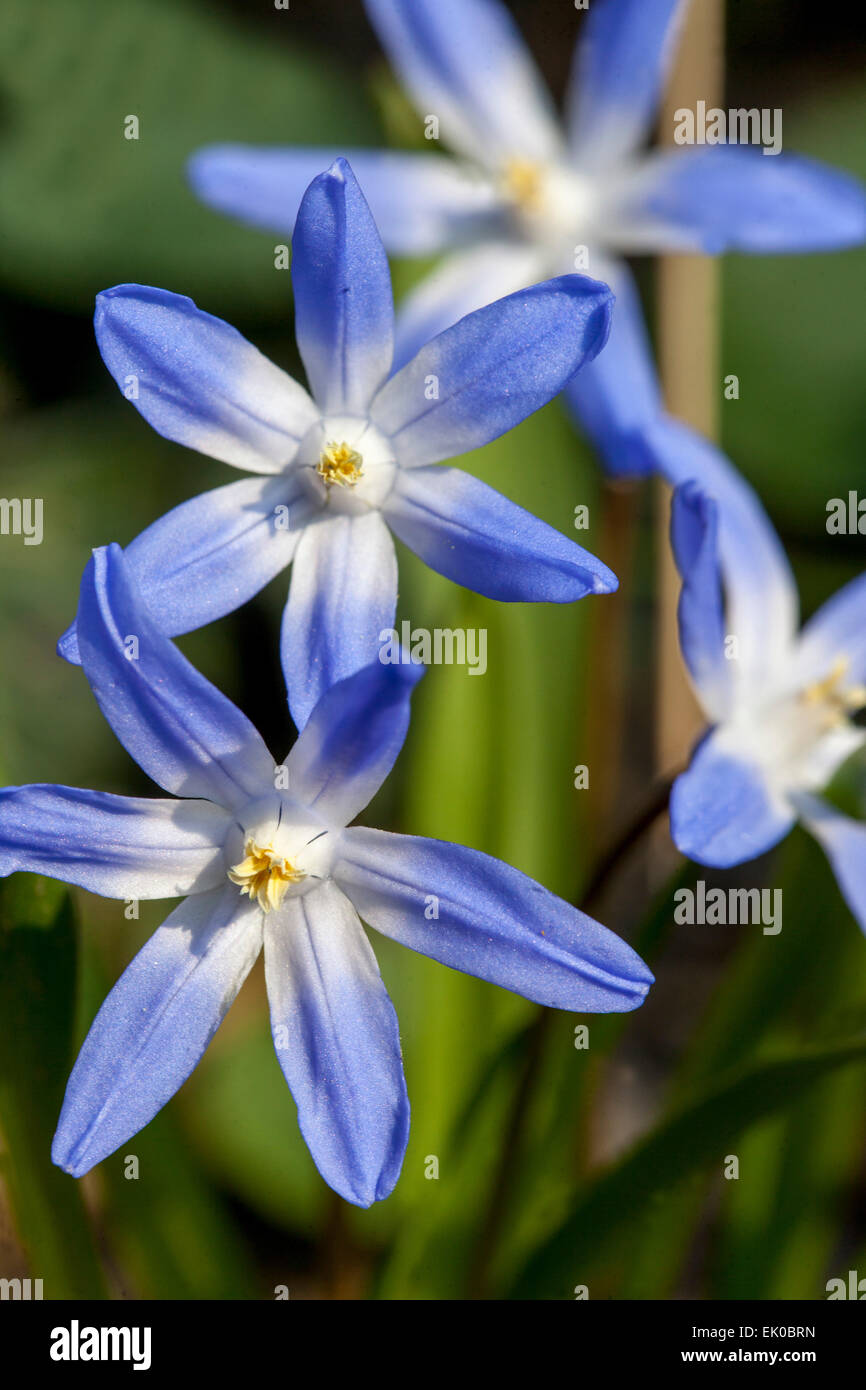 Glory of the Snow, Scilla luciliae, Chionodoxa luciliae, frühe Frühlingsblumen schöne Blume in der Nähe Stockfoto