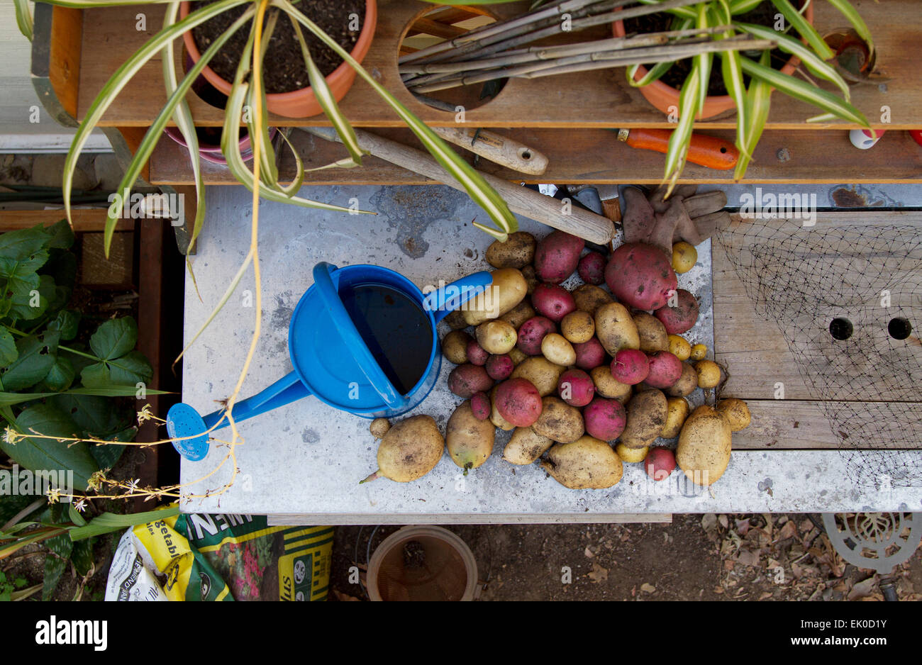 Sommer-Kartoffeln ernten Gartenarbeit Stockfoto