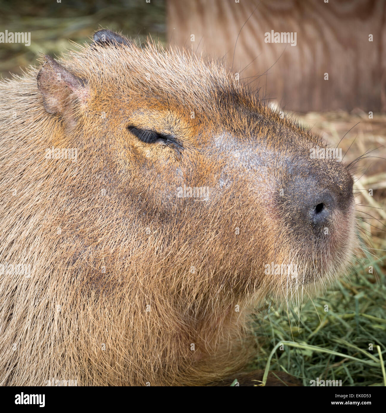 Capybara-Porträt. Gebürtig aus Südamerika, das Wasserschwein ist das größte Nagetier der Welt Stockfoto