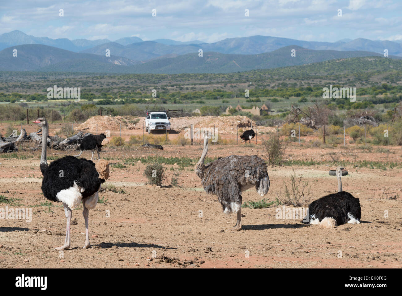 Strauße (Struthio Camelus) bewirtschaftet wegen ihres Fleisches und Federn auf einer kommerziellen Farm in Oudtshoorn, Western Cape, Südafrika Stockfoto