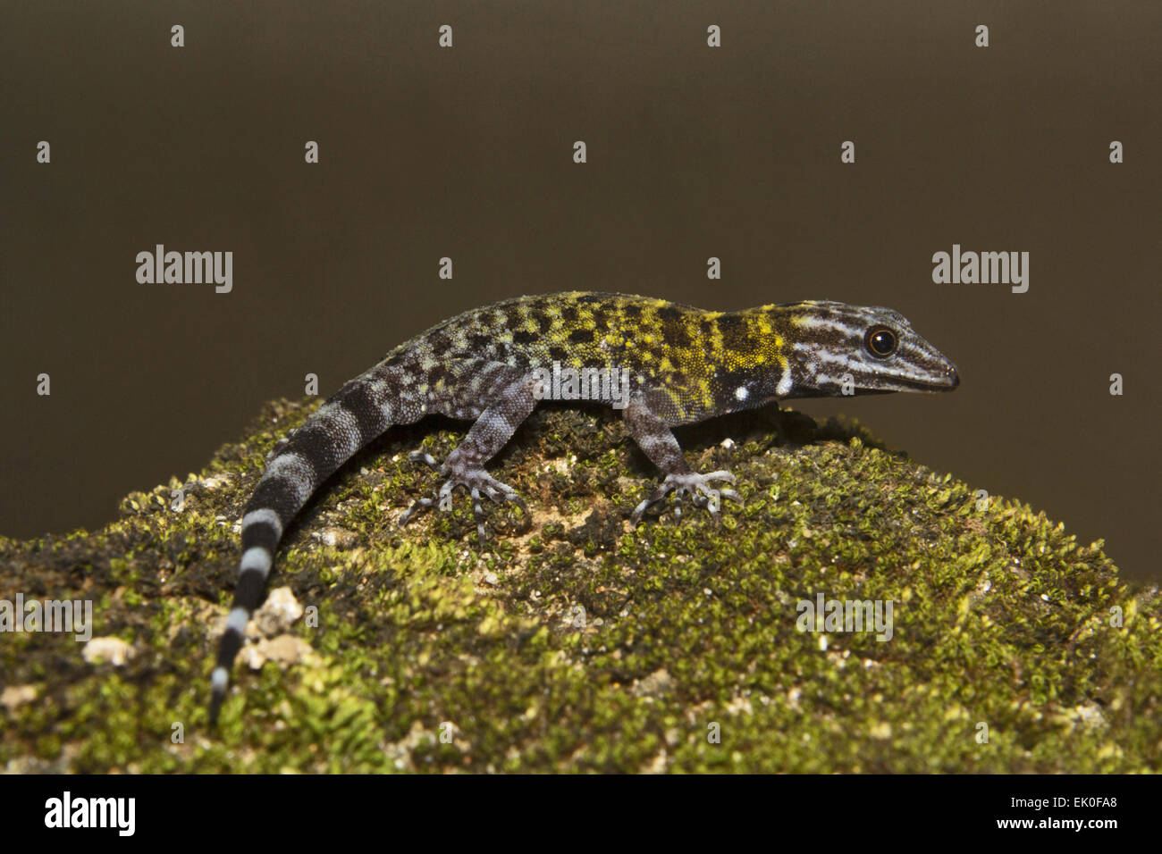 Zwerg Gecko, männliche Cnemaspis sp, Gekkonidae, Thenmala, Kerala. Indien Stockfoto