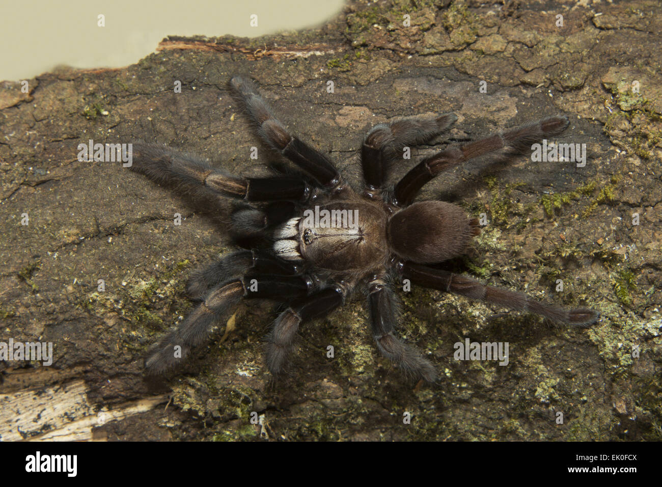 Parambikulam große grabende Spinne, Thrigmopoeus Kayi tritt, Parambikulam Tiger reserve, Kerala. Indien Stockfoto