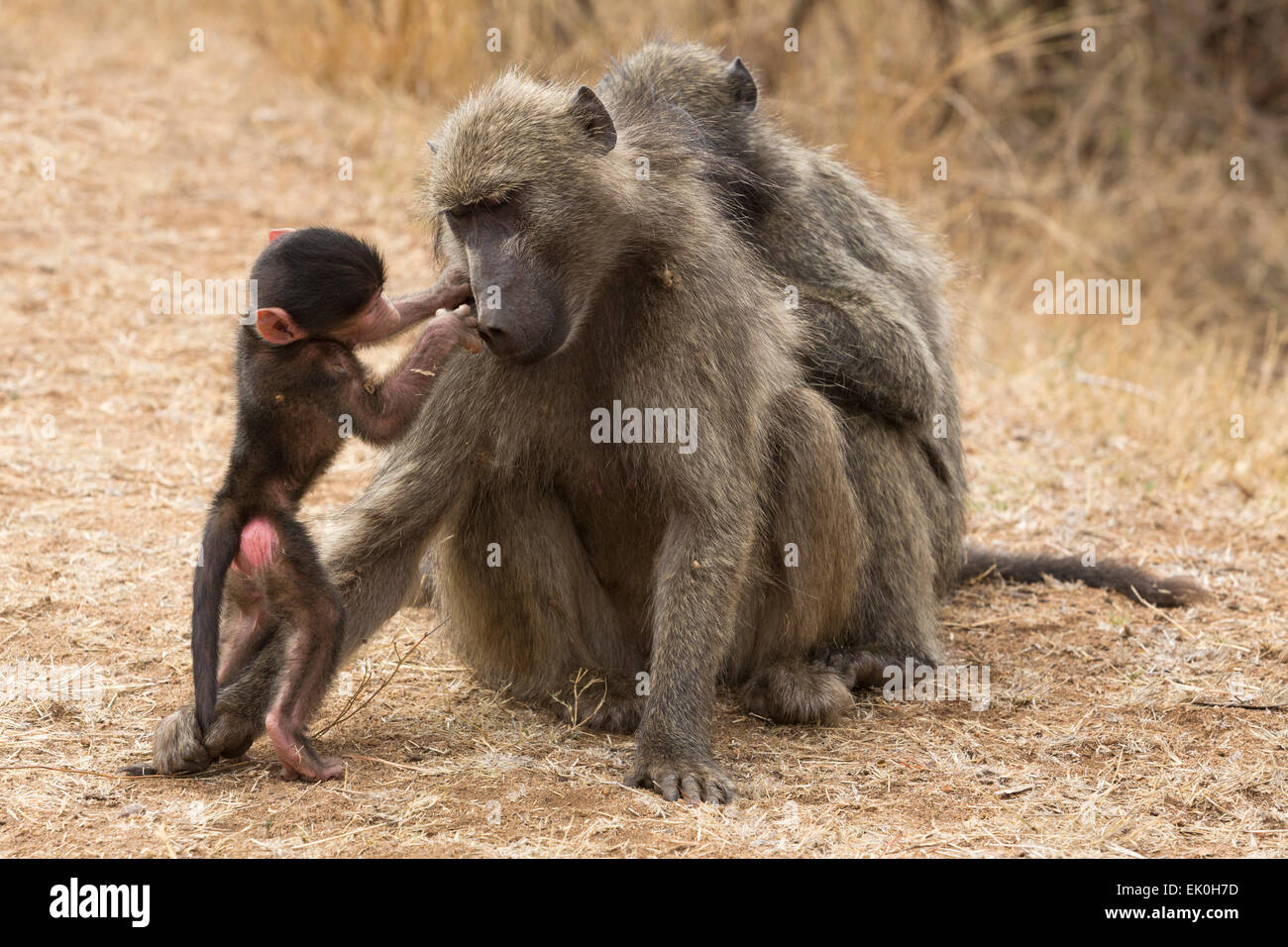 Chacma Pavian (Papio Cynocephalus Ursinus), mit Baby, Krüger Nationalpark, Südafrika Stockfoto