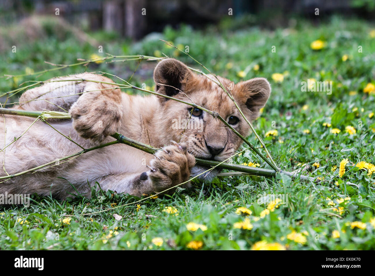 Ein junger Löwe auf einer Wiese spielen. Stockfoto
