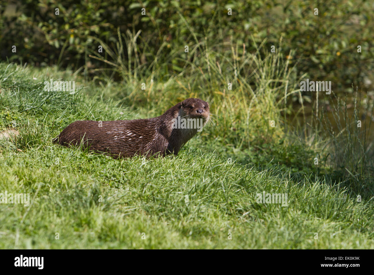 Fischotter vom Flussufer, UK (Lutra lutra) Sommerzeit Stockfoto