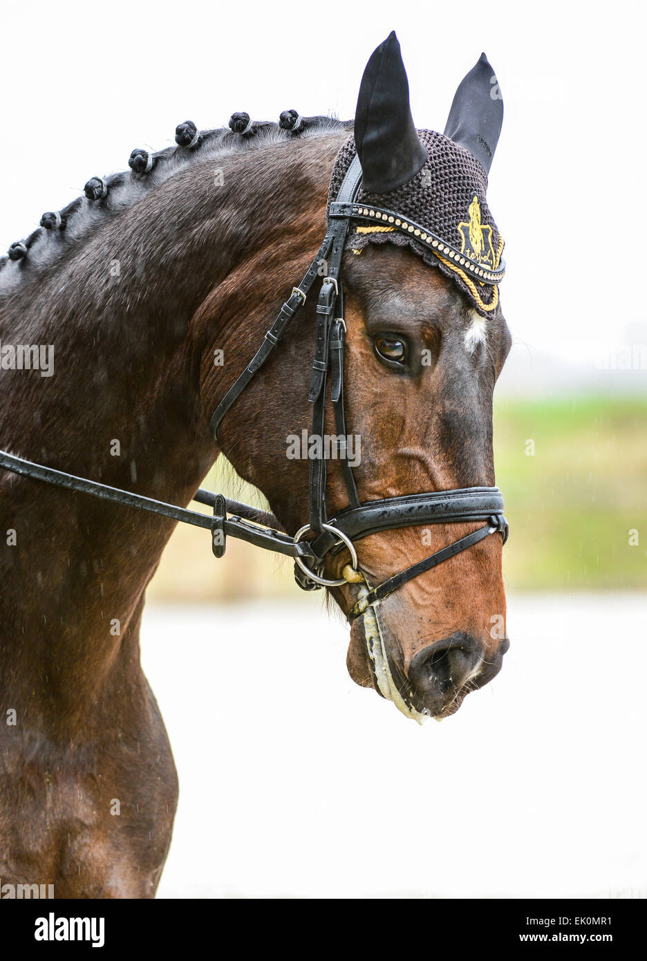 Pferd Kopfporträt Blick in die Kamera Stockfoto