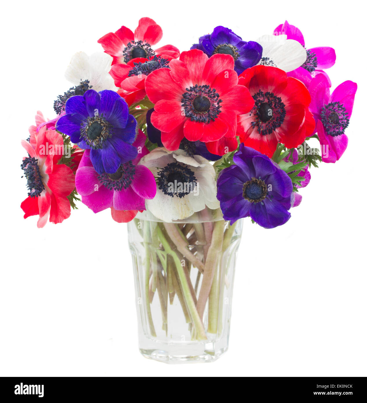 Anemone Blumen Stockfoto