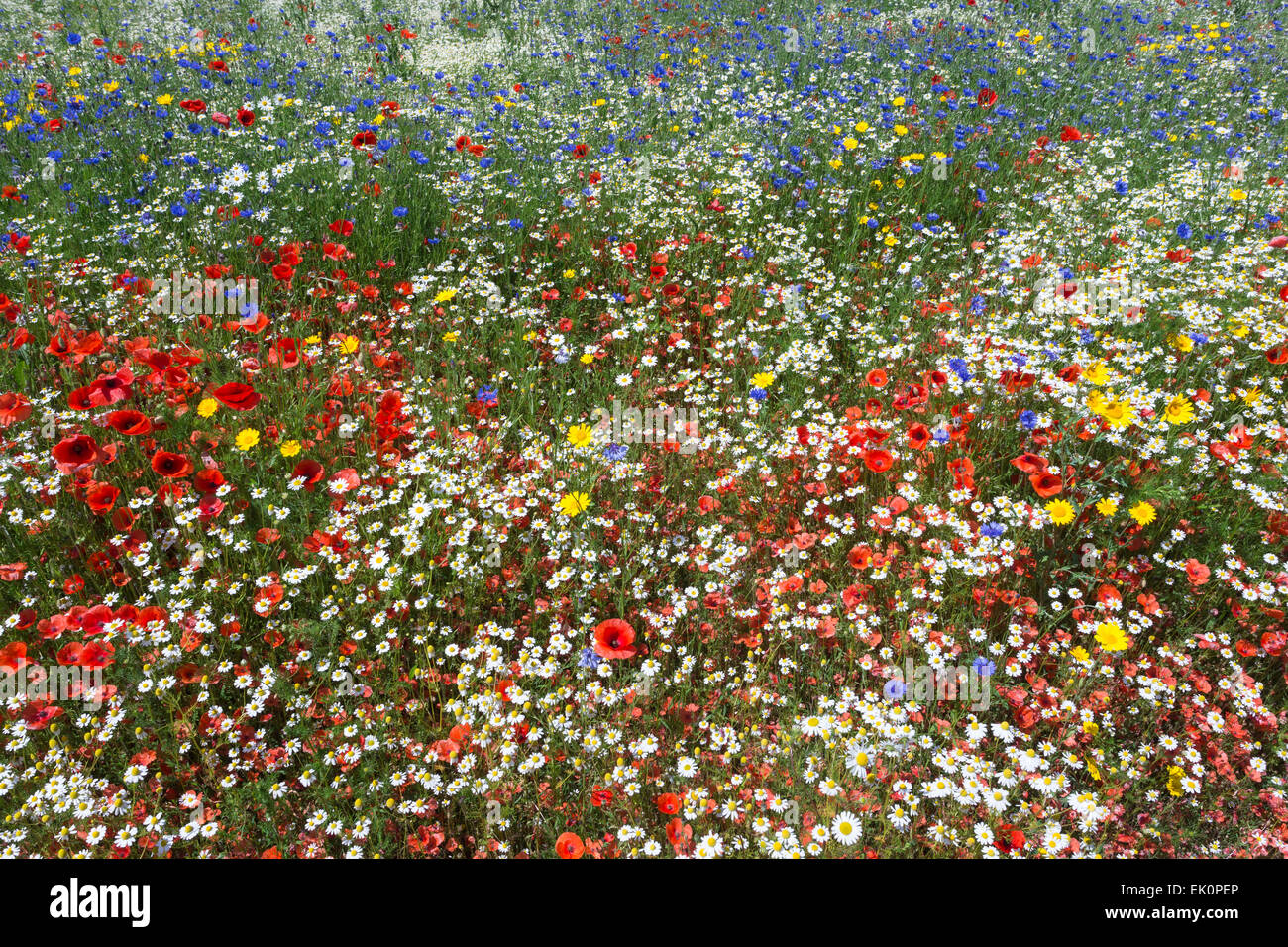 Wildblumen, einschließlich Mohnblumen (Papaver Rhoeas), durch Landlife, Tannenhof, Merseyside für Saatgut angebaut Stockfoto