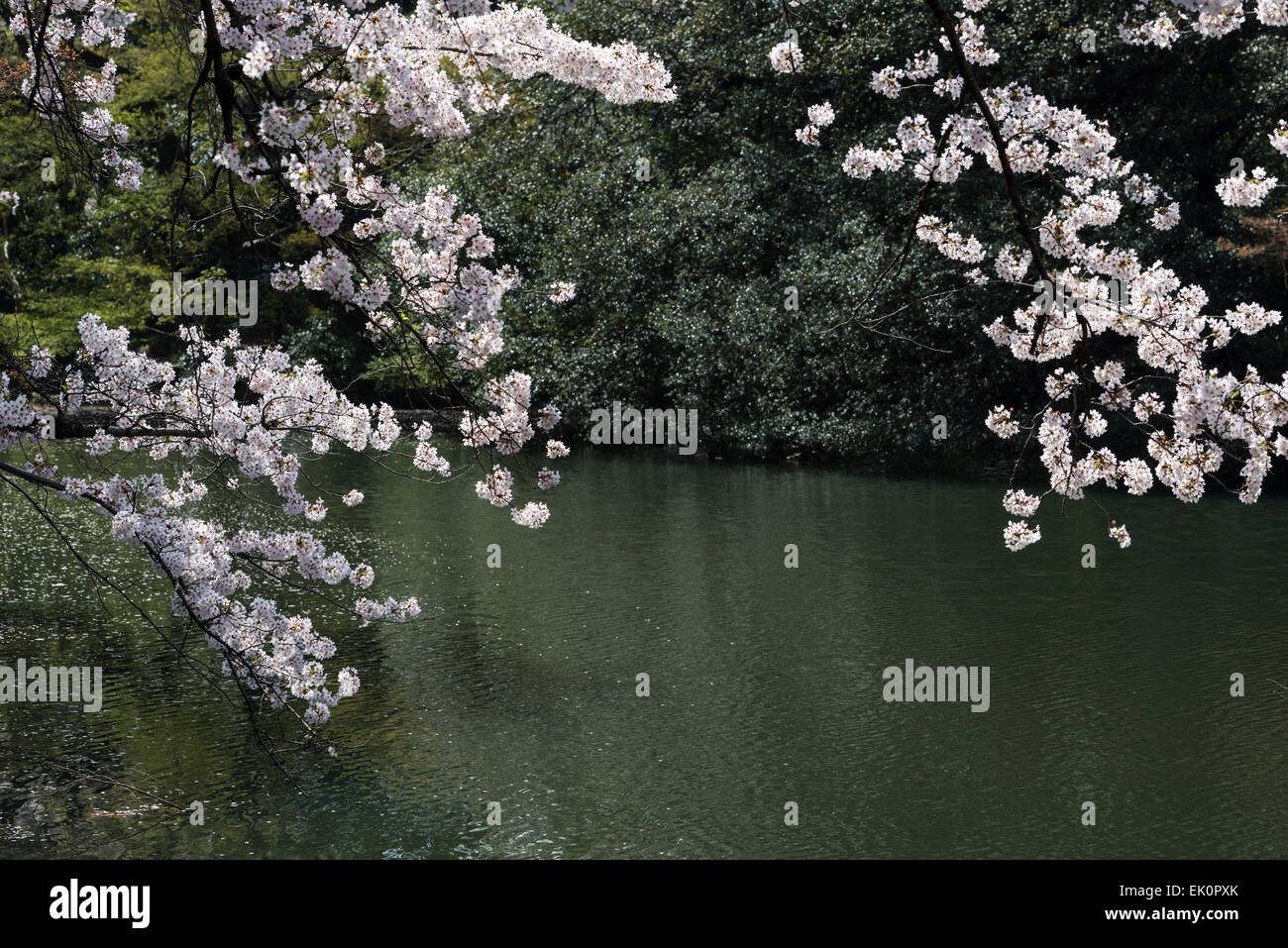 Kirschblüten in Shinjuku, Tokio Stockfoto