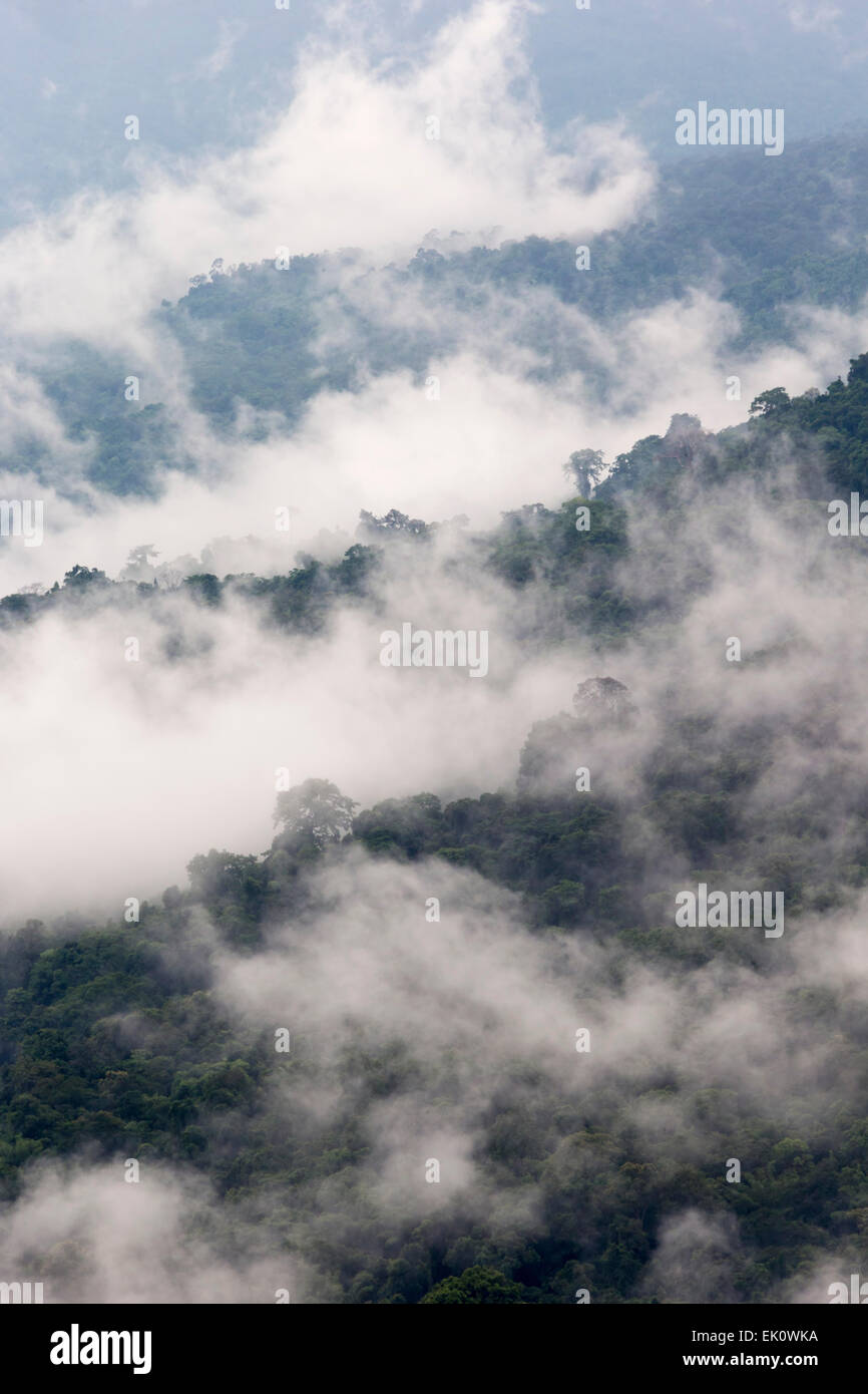 Pang Sida Nationalpark im frühen Morgennebel, Dong Phayayen-Khao Yai Forest Complex, Ost-Thailand (August 2014) Stockfoto