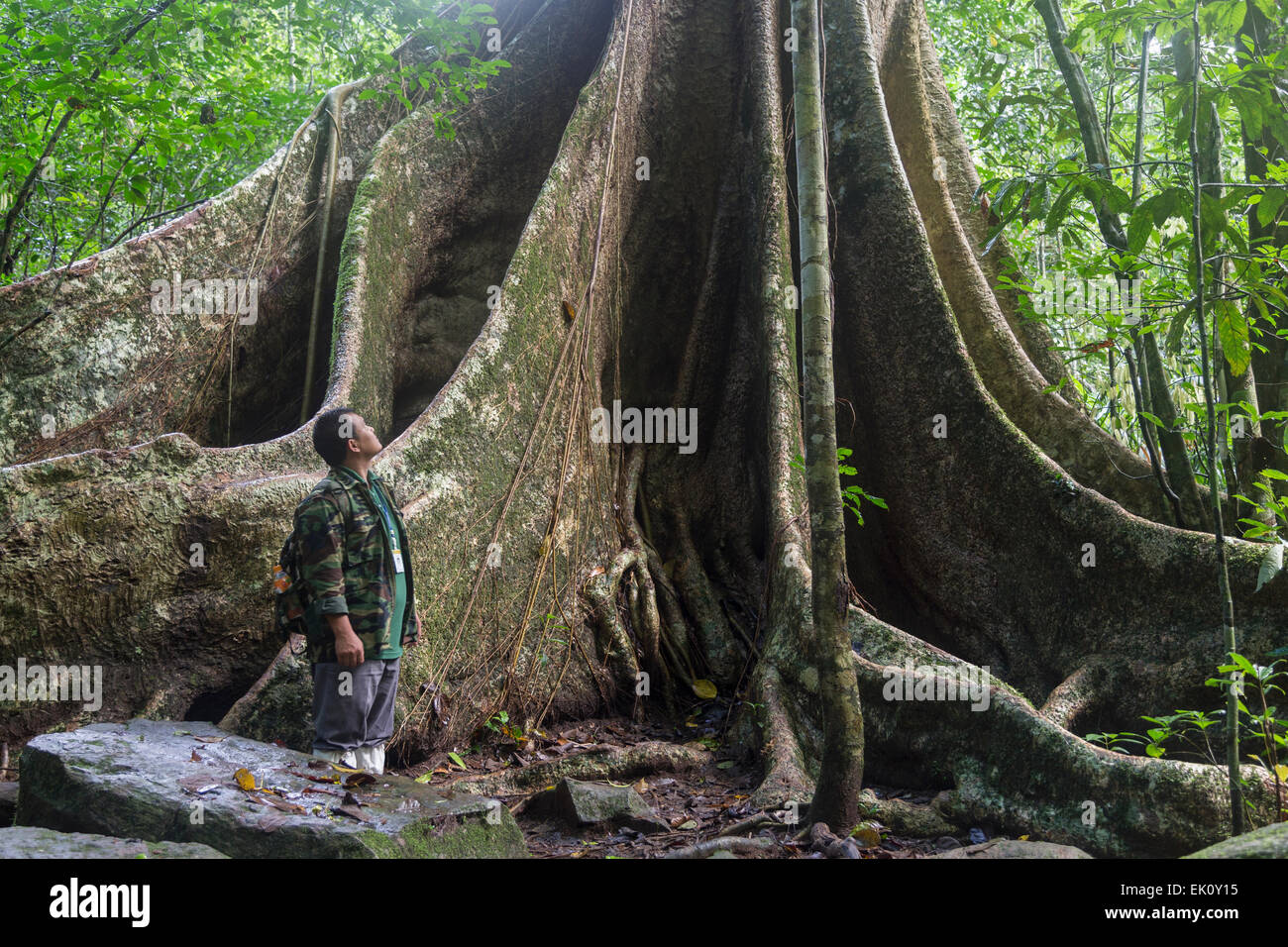 Baumriese mit Strebepfeilern, Khao Yai Nationalpark, Dong Phayayen-Khao Yai Forest Complex, Ost-Thailand Stockfoto