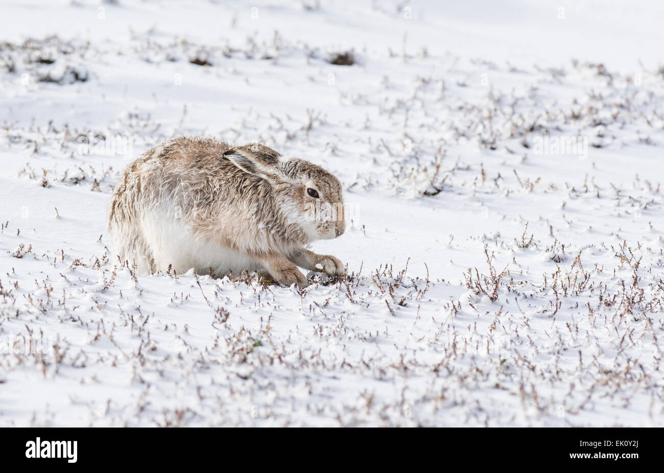 Schneehase (Lepus Timidus), manchmal bekannt als der blaue oder Variable Hase. Männliche Eis zu brechen, erreicht man das Heidekraut unter. Stockfoto