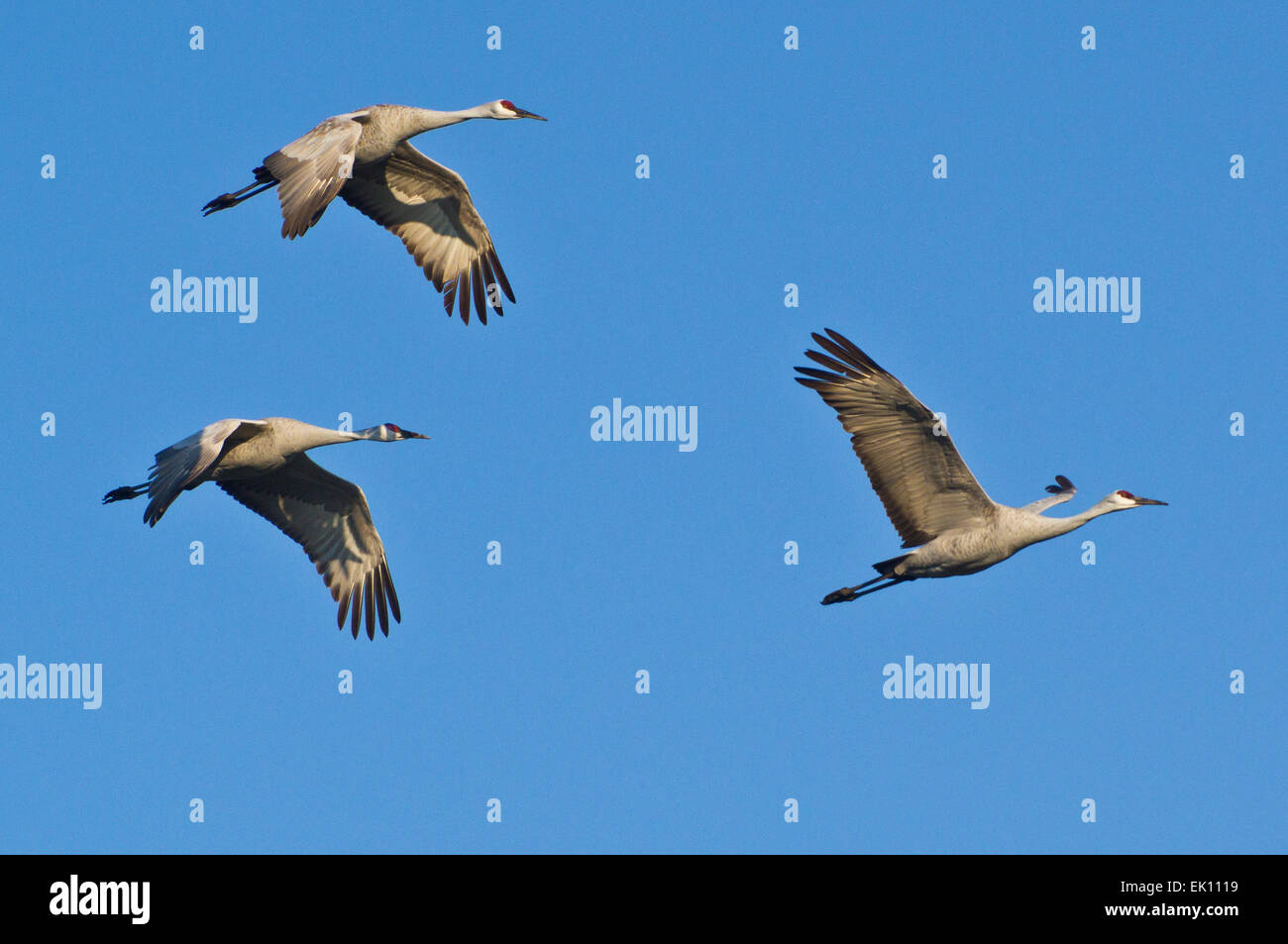 Kraniche fliegen über Sacramento Delta, California, Vereinigte Staaten von Amerika. Stockfoto