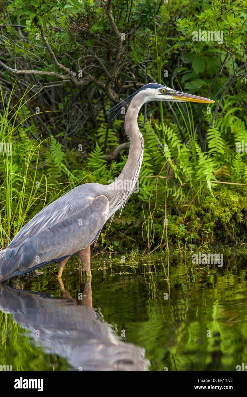 Great Blue Heron - Ardea herodias Stockfoto