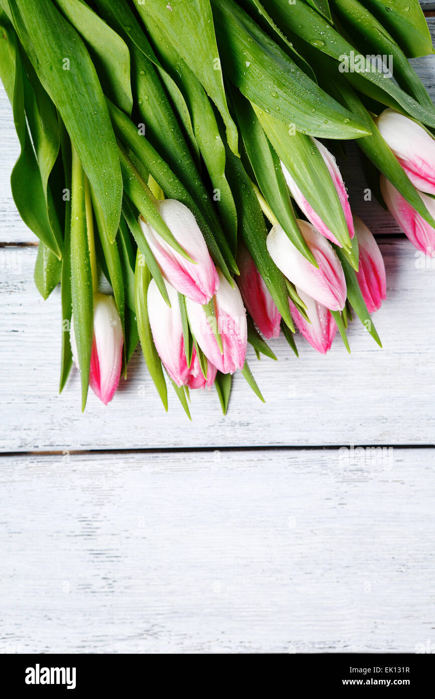 frische rosa Tulpen, Blumen Stockfoto